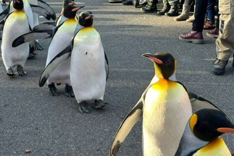 Wanner 5.jpg
